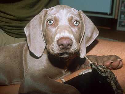Picture of Weimaraners Dog puppy.